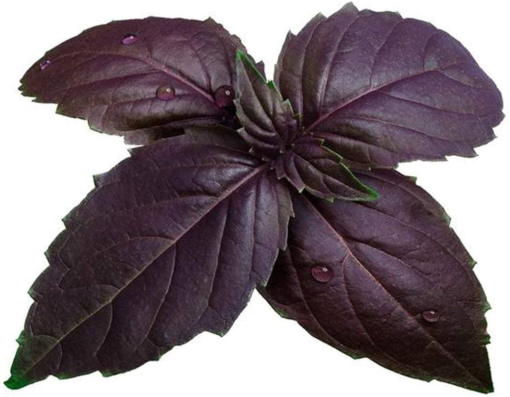 Purple Basil Aromatic Culinary Herb Seeds